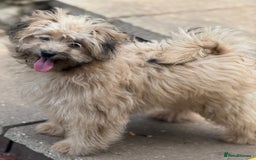 Pomapoo dogs for sale: Adorable pomapoo girl fully health tested parental in Southampton - Image 2