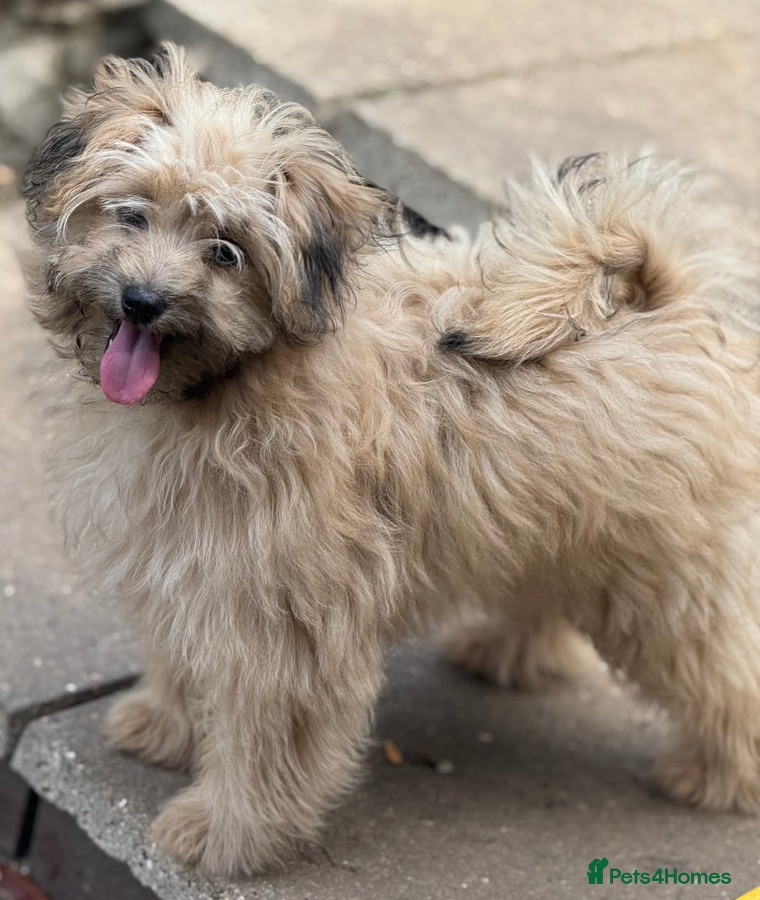 Pomapoo dogs for sale: Adorable pomapoo girl fully health tested parental in Southampton - Image 2
