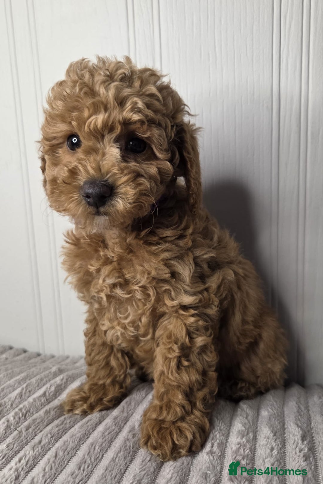 Toy Poodle dogs for sale: Exquisite Toy Poodle Pup - Fully Health Tested  in Gravesend - Image 4