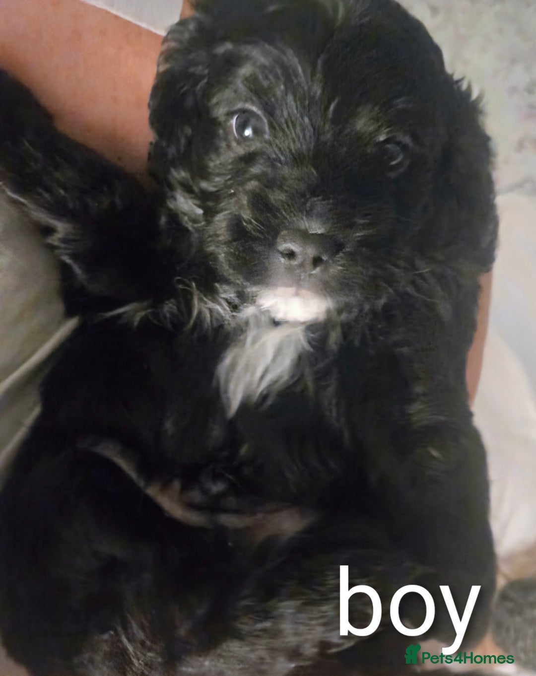 Cavapoo dogs for sale: Teddy bear F1 caverpoos  - Image 15