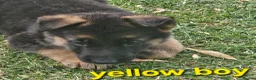 German Shepherd dogs for sale: 8 BIG German Shepherd Puppies  - Advert 3