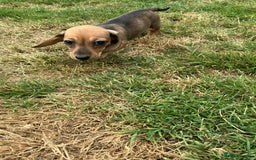 Miniature Dachshund dogs for sale: Miniature smooth haired dachshund puppies - Image 27