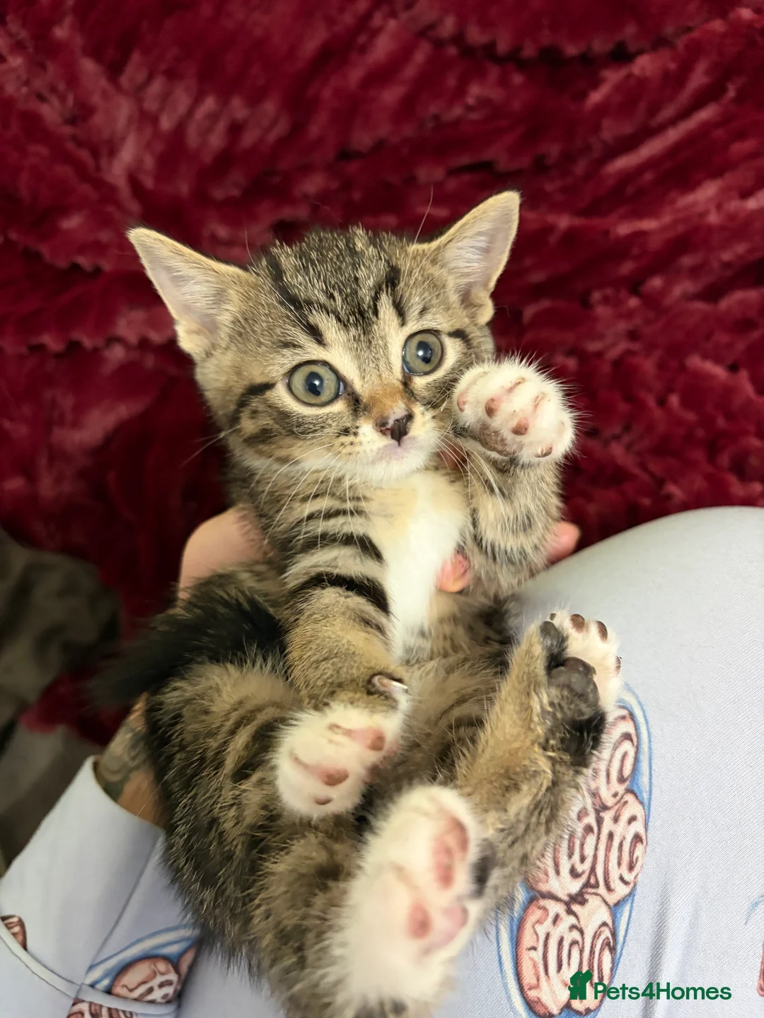 Mixed Breed cats for sale: Mixed breed kittens Mum ragdoll  - Advert 2