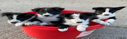Border Collie dogs for sale: 5 Beautiful Border Collie Puppies - Advert 6