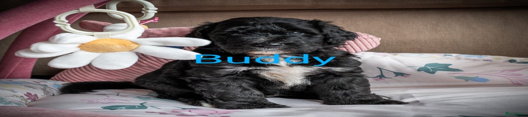 Sheepadoodle Puppy 1