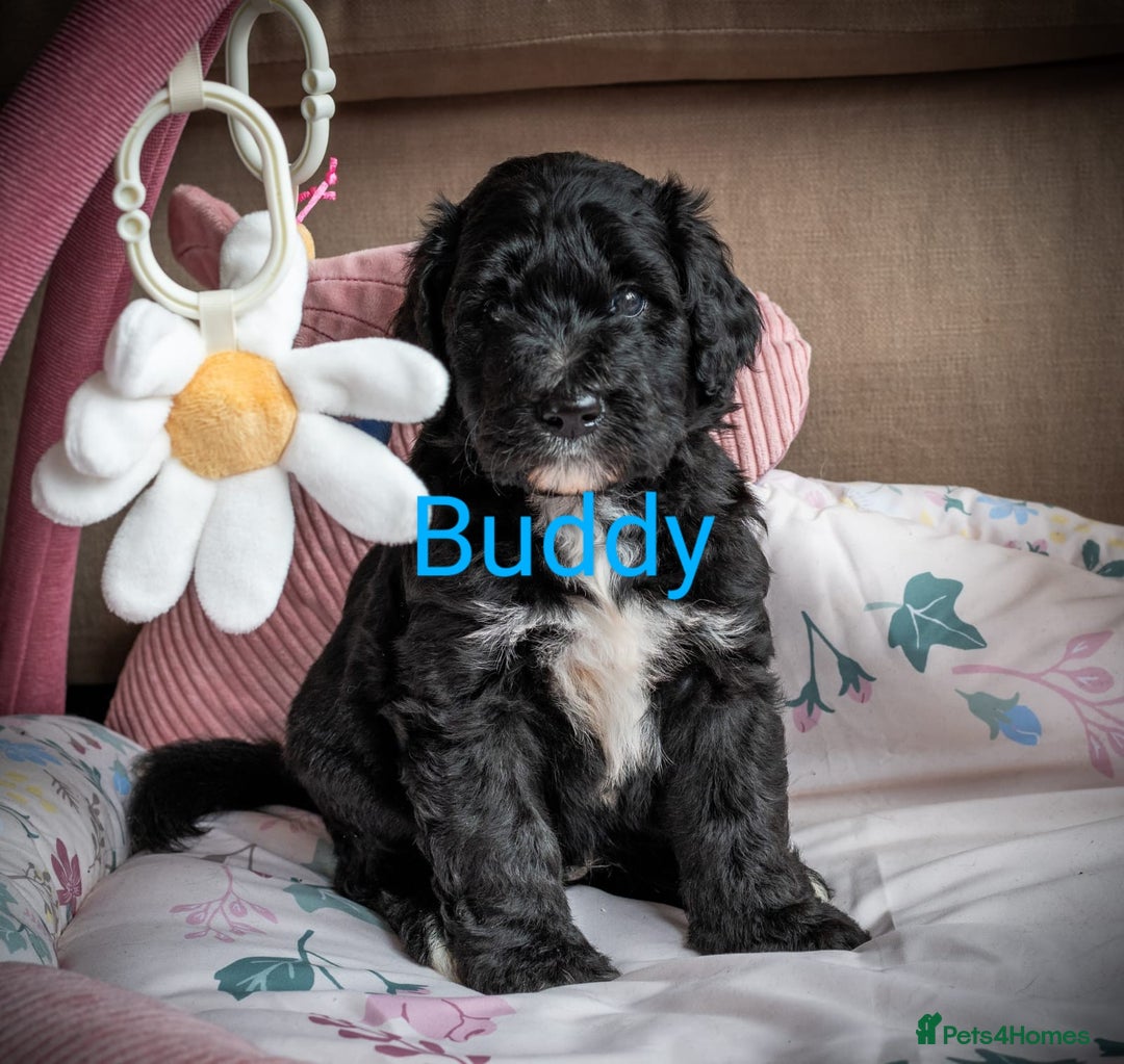 Sheepadoodle dogs for sale: *2 GIRLS LEFT* F1 DNA tested sheepadoodles  - Image 12