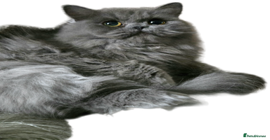 Persian cats - Advert 14