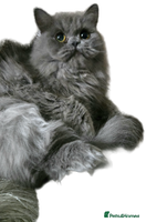 Persian cats - Advert 7