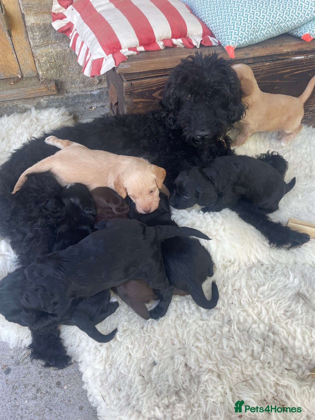 Mixed Breed dogs for sale: Labradoodle x Cocker Spaniel Pups - Image 4