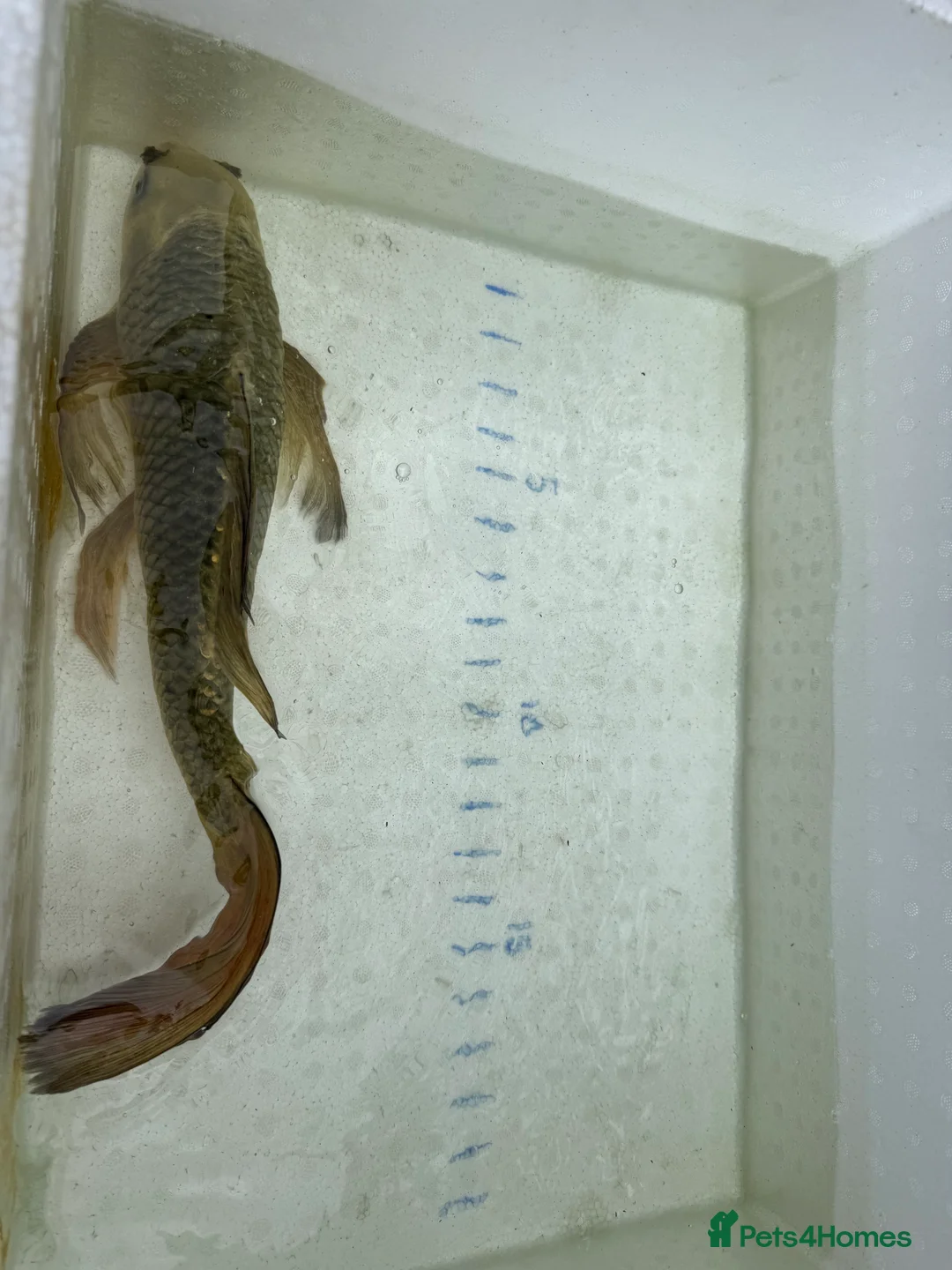 Koi Carp fish for sale: Japanese koi plus more - Advert 13