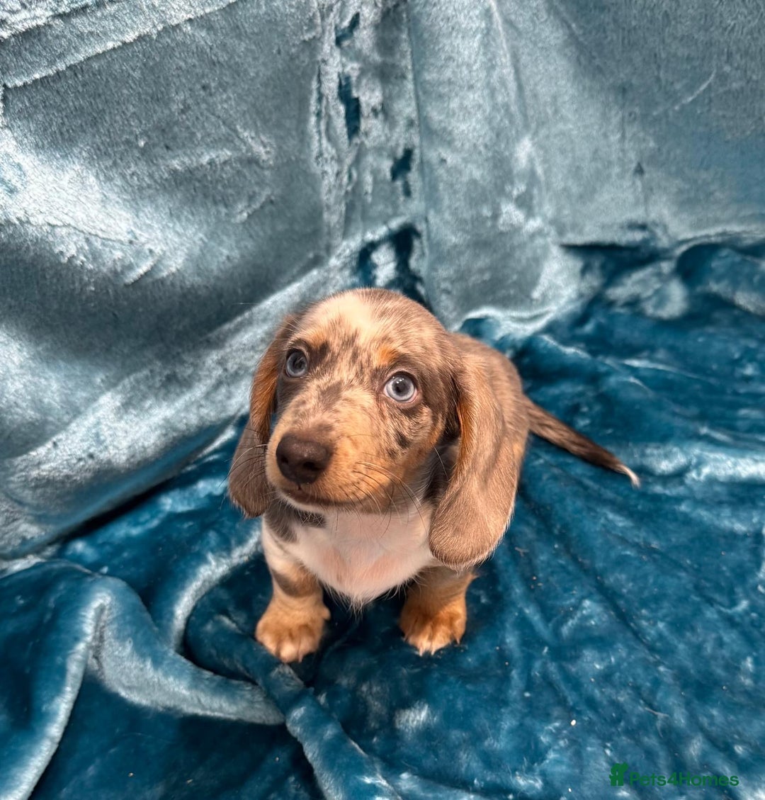 Miniature Dachshund dogs for sale: Miniature dachshunds - Advert 20