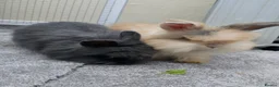 Mixed Breed rabbits for sale: Teddywidder rabbits needing a loving home - Advert 4