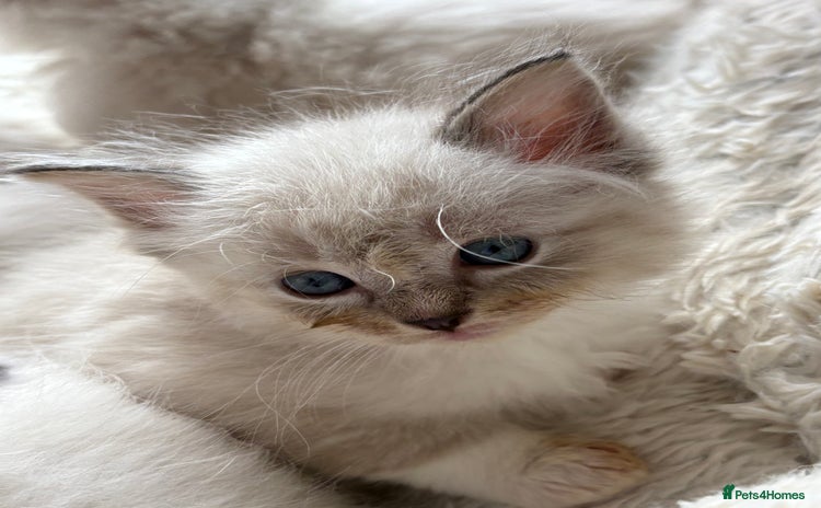 Ragdoll cats - Advert 15