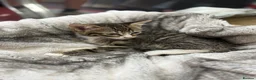 Mixed Breed cats for sale: Gorgeous Grey and tabby kittens for sale  - Advert 7