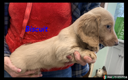 Miniature Dachshund dogs for sale: Beautiful Miniature Dachshunds. - Advert 3