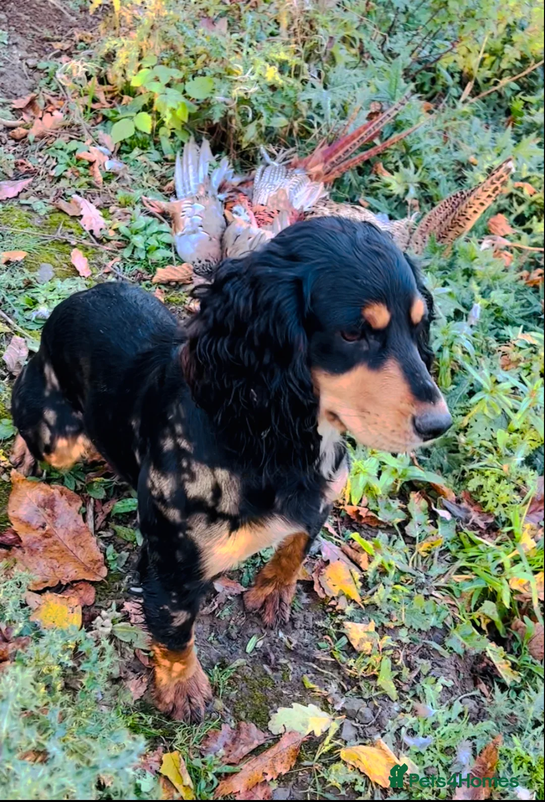 Cocker Spaniel dogs for stud: KC Working Cocker Spaniel Health tested in Ludlow - Advert 6