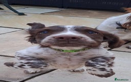 English Springer Spaniel dogs for sale: English springer spaniel male puppy - Image 2