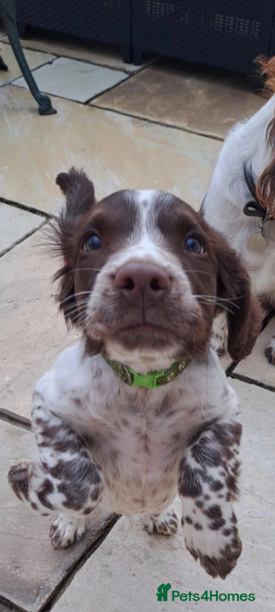 English Springer Spaniel dogs for sale: English springer spaniel male puppy - Image 2
