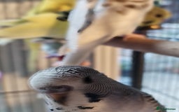 Budgerigars birds for sale: Beautiful baby budgies lovely colours  - Image 9