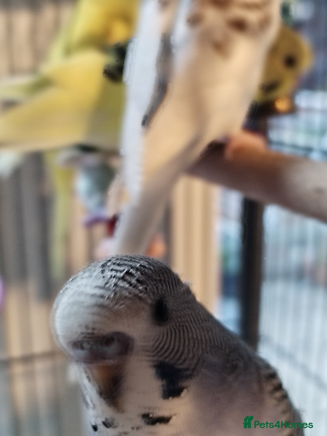 Budgerigars birds for sale: Beautiful baby budgies lovely colours  - Image 9