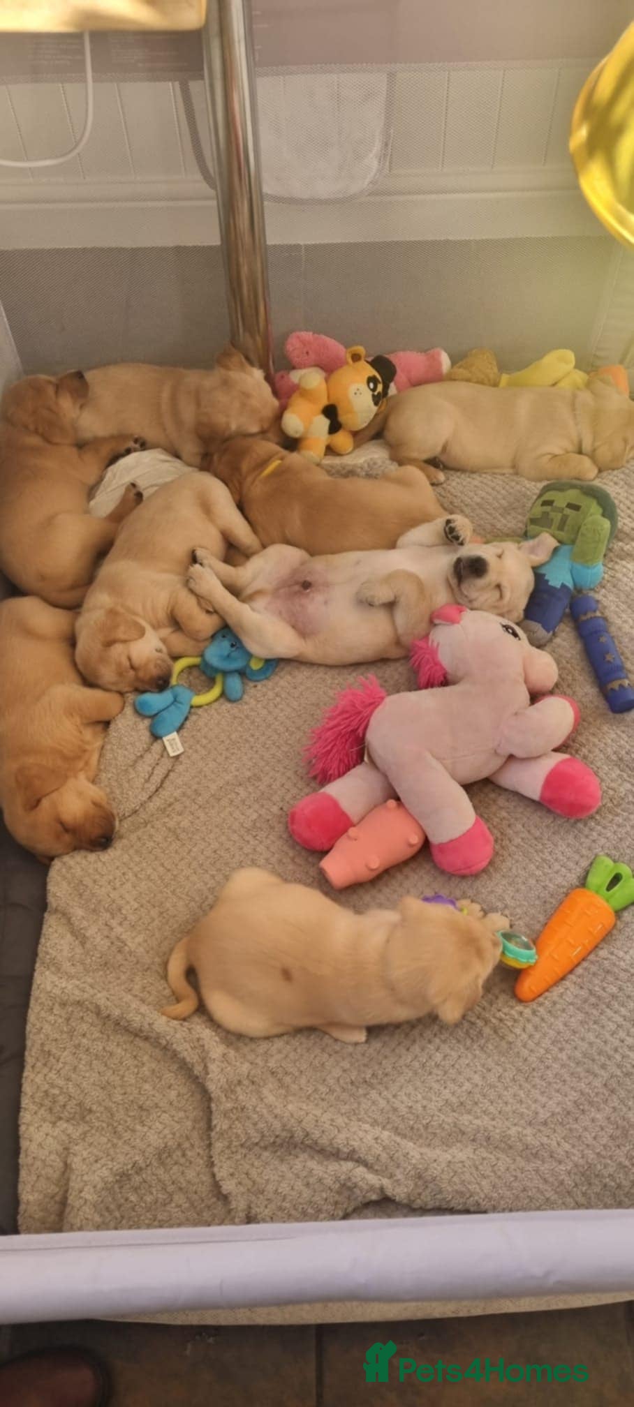 Labrador Retriever dogs Labrador puppies - Advert 5