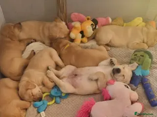 Labrador Retriever dogs Labrador puppies - Advert 5