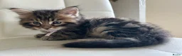 Maine Coon cats for sale: Fluffy picture perfect Maine Coon kittens in Tarporley - Advert 14