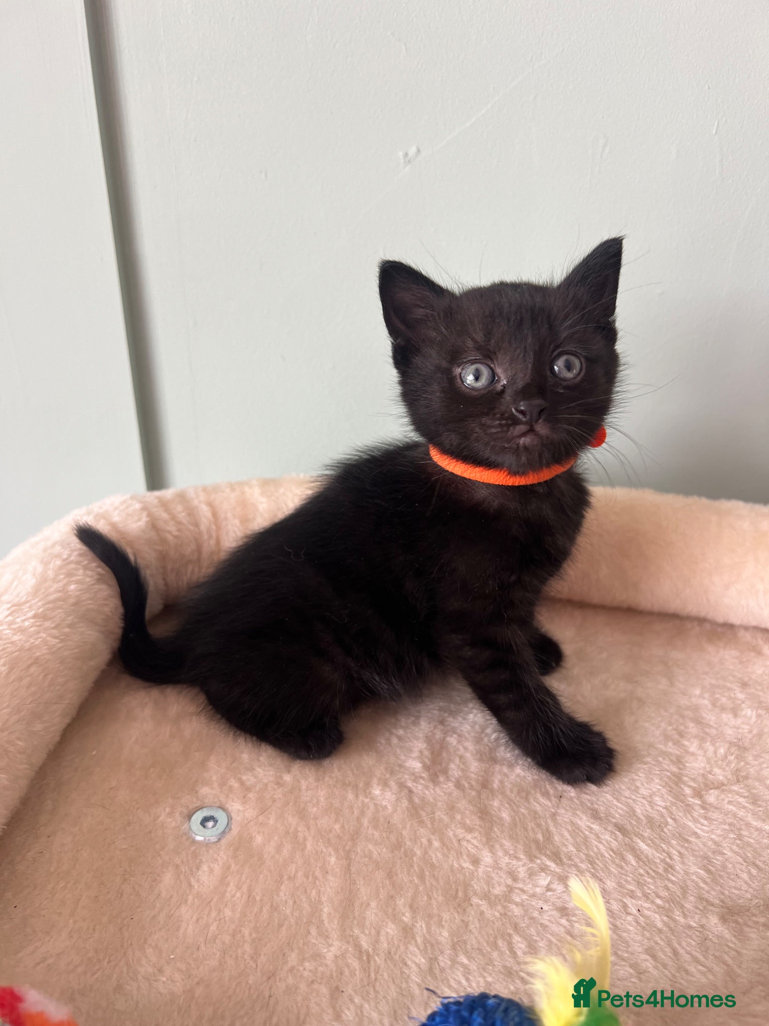 Mixed Breed cats 3 black female kittens  - Advert 1