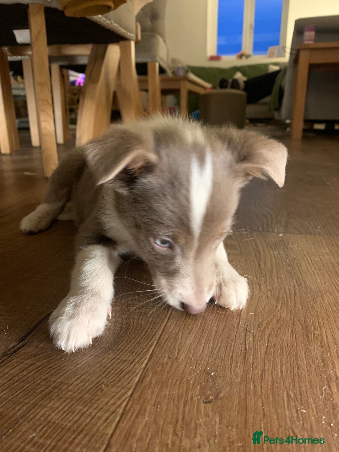 Border Collie dogs for sale: Lilac border collie puppy - Advert 9