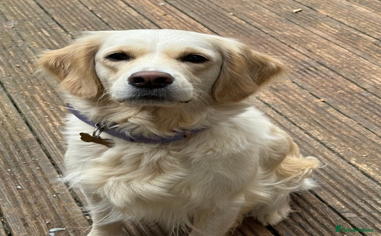 Golden Retriever dogs - Advert 1