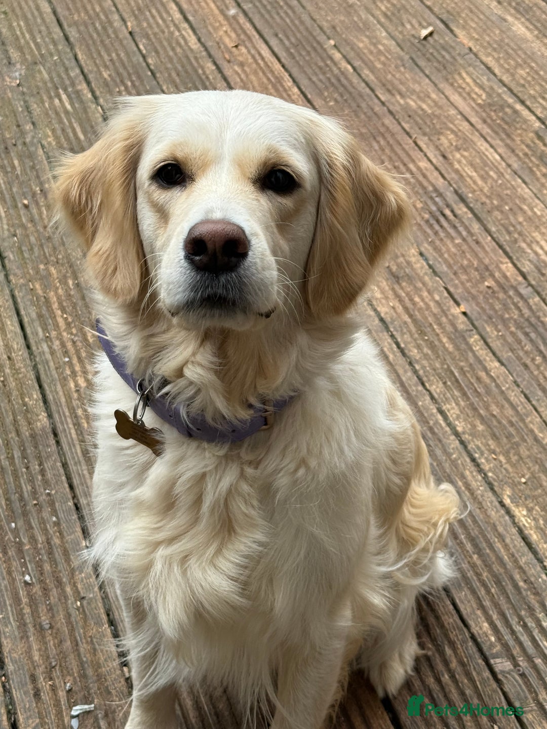 Golden Retriever dogs for sale: 2 Years Old Female Golden Retriever  - Image 1