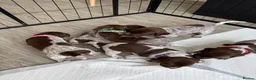 German Shorthaired Pointer dogs for sale: Stunning German Shorthaired Pointer Pups KC Reg'd - Advert 10
