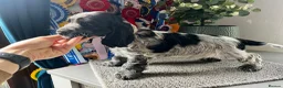 Cocker Spaniel dogs for sale: Ready now KC Cocker Spaniel Boy - Advert 3