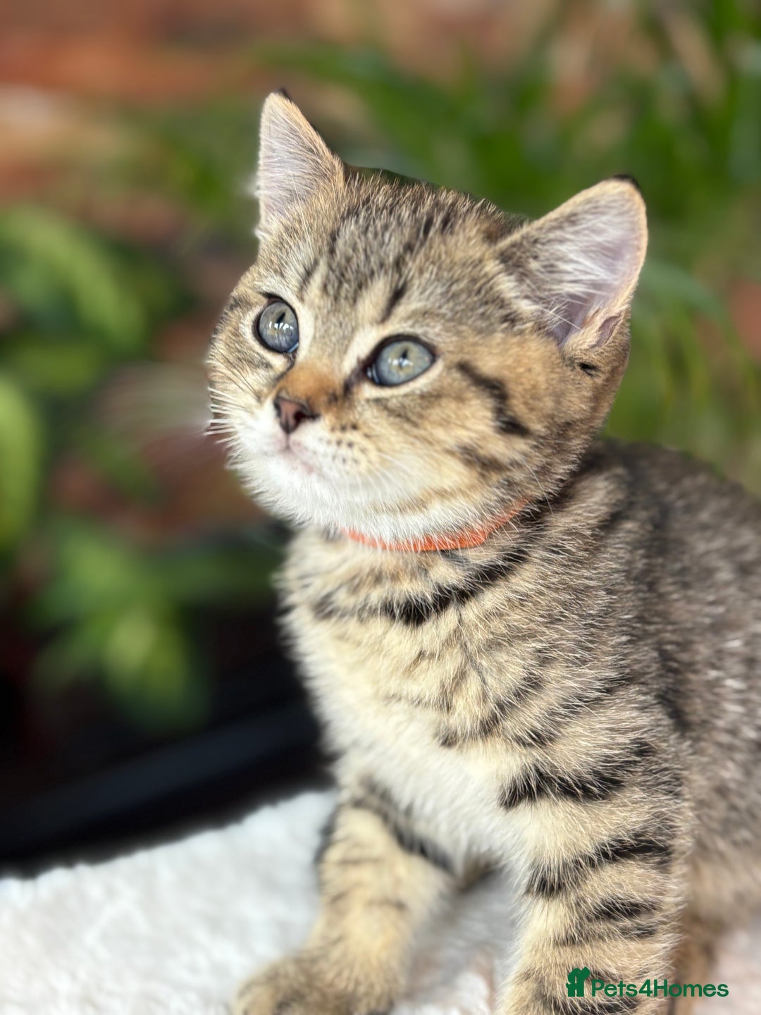 British Shorthair cats for sale: 💎Rare Silver & Spotted BSH Kittens ns 12 & n 24🐾 - Image 6