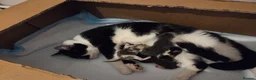 Mixed Breed cats for sale: 5 gorgeous kittens for sale - Advert 1