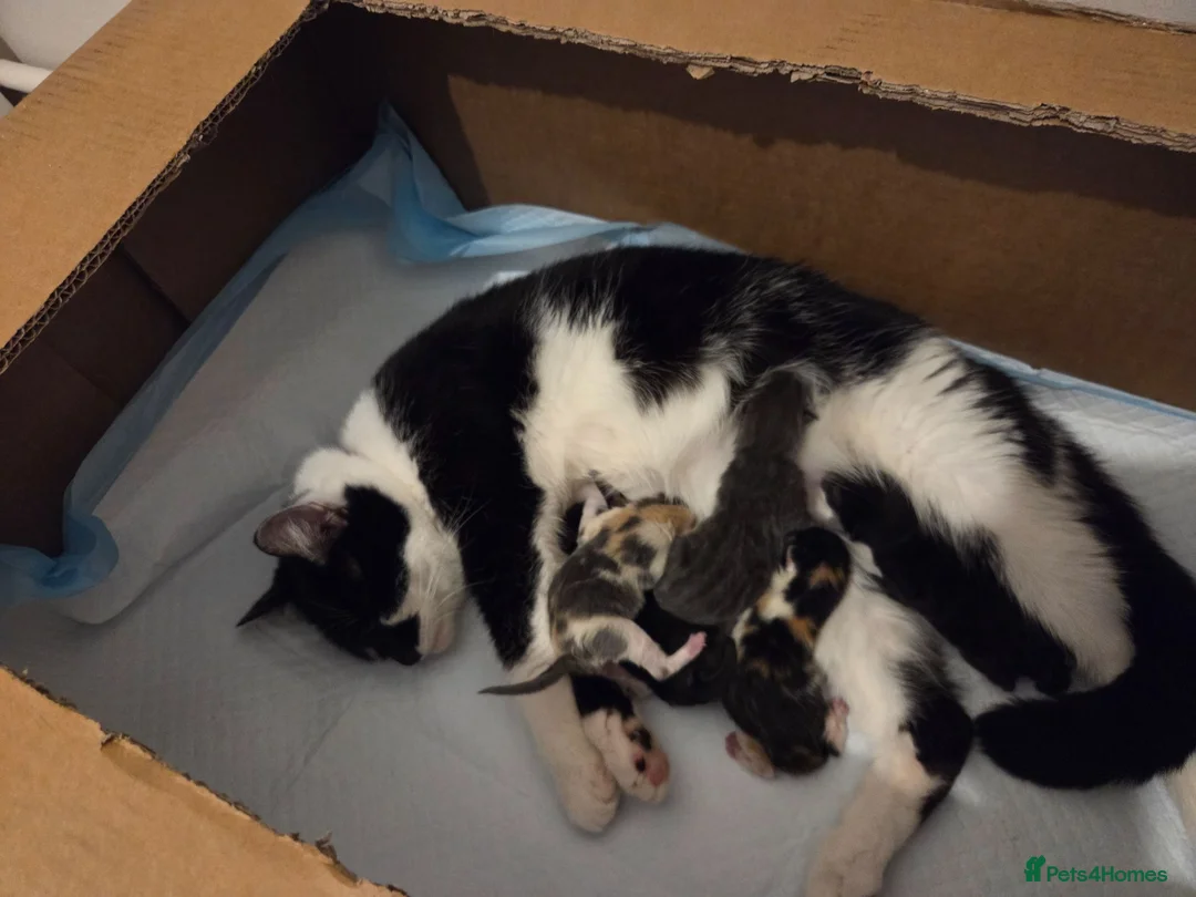 Mixed Breed cats for sale: 5 gorgeous kittens for sale - Advert 1