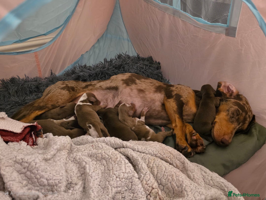 Dachshund dogs for sale: 🐾 Adorable Dachshund Puppies 🐾  - Image 2