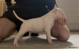 English Bull Terrier dogs for sale: QUALITY BULL TERRIER PUPPIES ❗️❗️ - Image 14