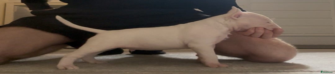 English Bull Terrier Puppy 3
