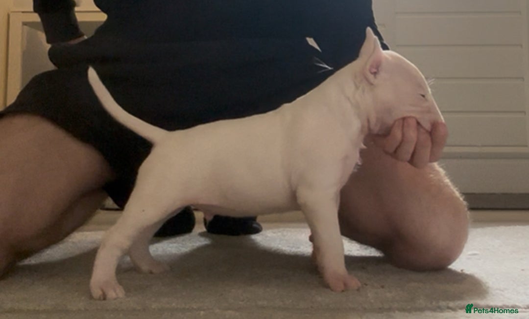 English Bull Terrier dogs for sale: QUALITY BULL TERRIER PUPPIES ❗️❗️ - Image 14