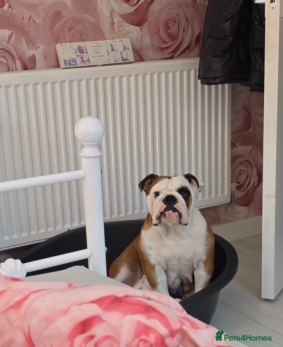 English Bulldog dogs for sale: English bulldog pups  - Image 8