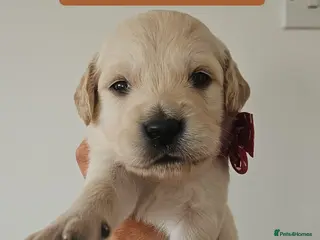 Goldendoodle dogs F1B Goldendoodle puppies. **UPDATED 09/02/2026** - Advert 17