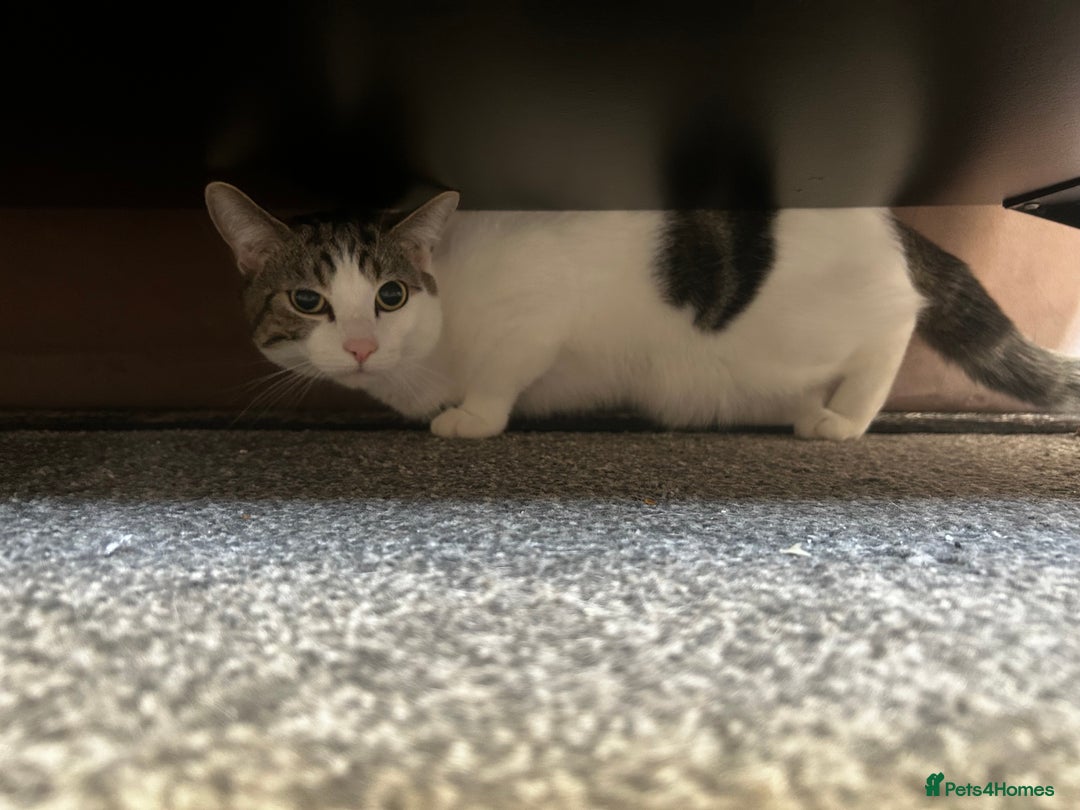 Domestic Shorthair cats for sale: boy cat  - Image 2