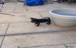 Jack Russell dogs for sale: Jack russsell puppy’s for sale small type - Image 11