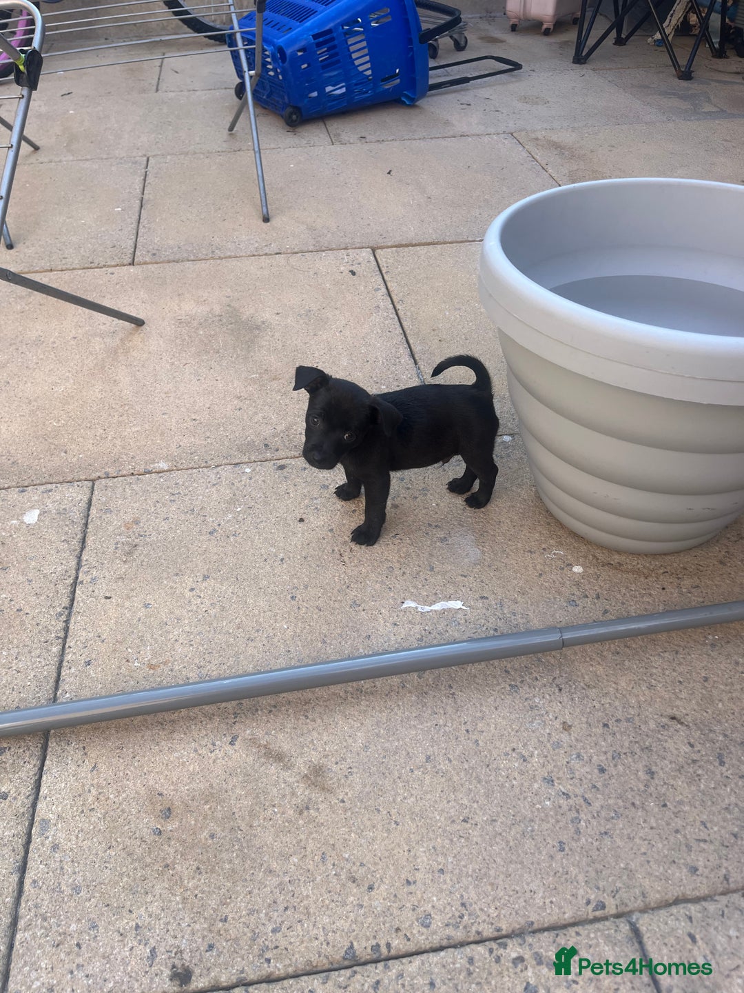 Jack Russell dogs for sale: Jack russsell puppy’s for sale small type - Image 11
