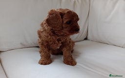 Cavapoo dogs for sale: Gorgeous Red F1 Cavapoo Puppies With H/T Parents - Image 4