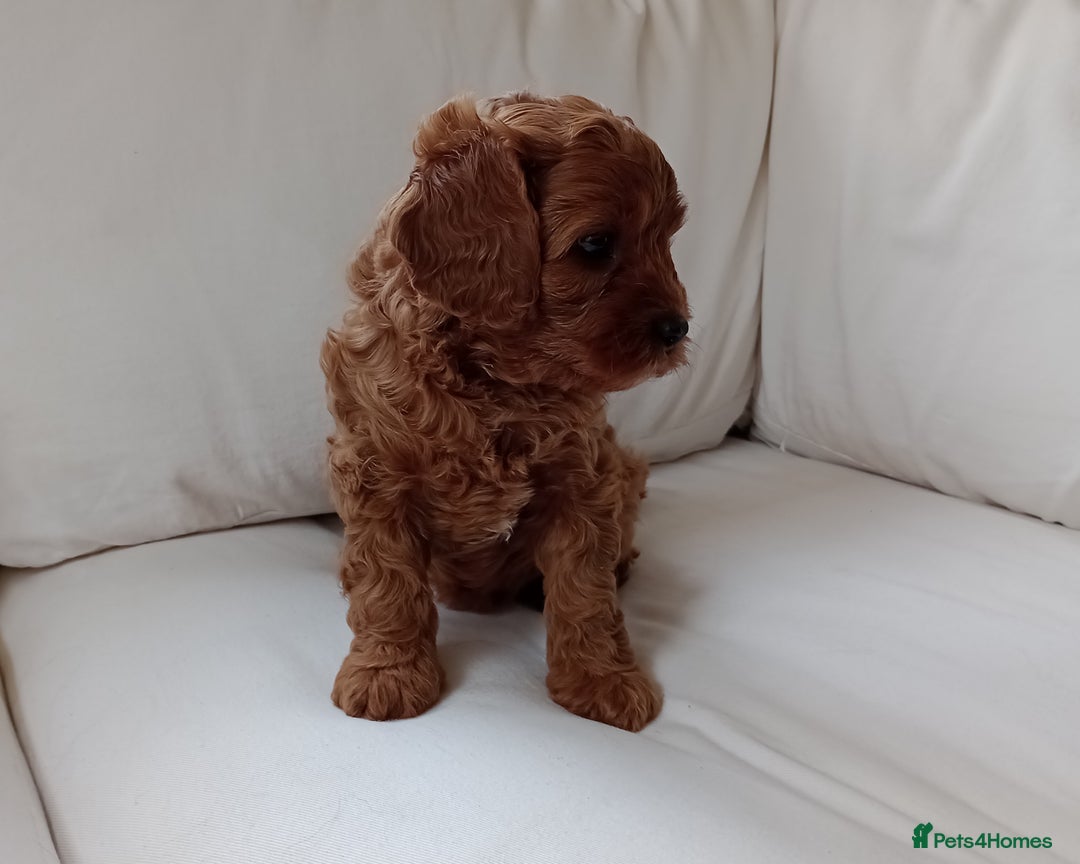 Cavapoo dogs for sale: Gorgeous Red F1 Cavapoo Puppies With H/T Parents - Image 4