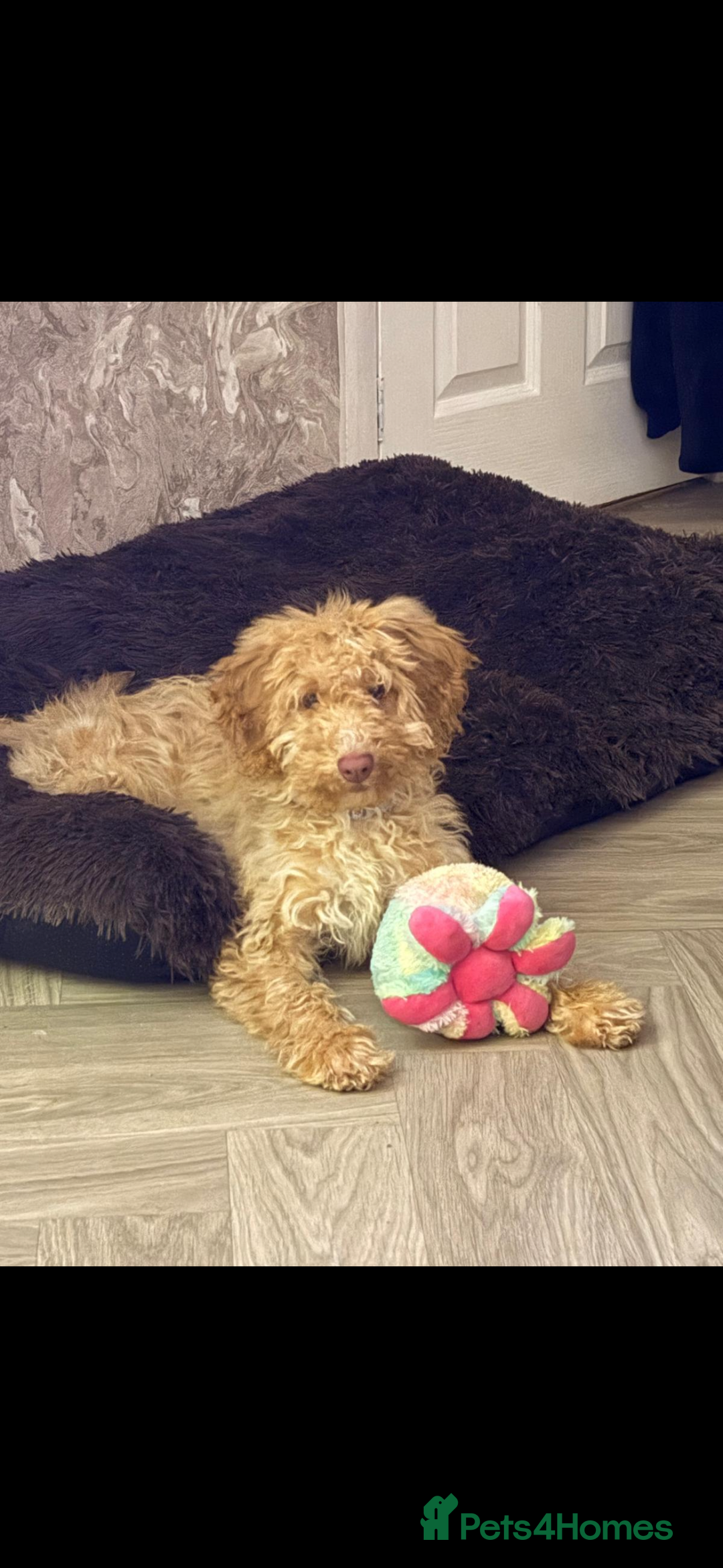 Cockapoo dogs for sale: cockapoo girl - Advert 3