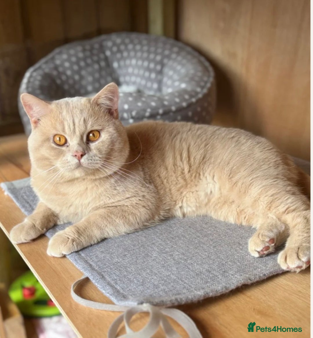 British Shorthair cats for sale: Britishshort Hair Female (Last one) ♡ - Advert 15