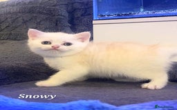 British Shorthair cats for sale: British shorthair babies  - Image 17